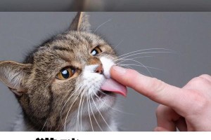 猫为什么会舔人的私处？（探究猫舔私处的原因及意义）
