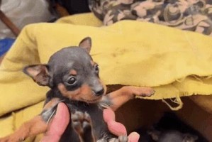 小鹿犬为什么不爱玩了？（探究小鹿犬不再喜欢游戏的原因）