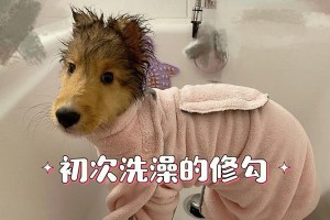 幼狗洗澡的最佳时间（为你的小狗提供适时适度的洗澡保健）