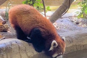 探索以什么动物只吃饭不喝水的奥秘（揭开某动物只靠食物满足水分需求的谜团）