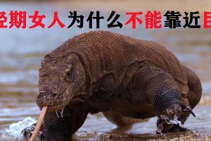 动物为什么没有月经？（探究动物生理周期的奥秘）