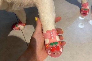 小狗的脚是如何发挥作用的？（探索小狗脚掌的功能和重要性）