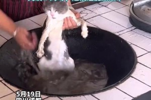 以猫换腰换多久可以洗澡？（了解猫咪洗澡的最佳频率与时间间隔）