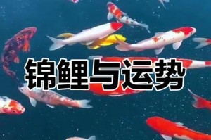 养锦鲤的必备条件和注意事项（打造理想的锦鲤养殖环境，为锦鲤提供健康成长的保障）