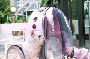 如何合理地把猫咪装进书包？（掌握技巧，让猫咪安全舒适地旅行）