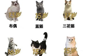 猫咪的饮食禁忌（宠物猫的健康饮食需注意，这些食物要远离！）