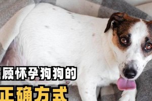 怀孕的狗狗喜欢吃什么？（了解适合孕狗的饮食和营养需求）