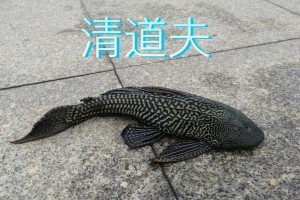 探秘以青道夫的生态与习性（了解以青道夫的繁衍和饲养技巧）
