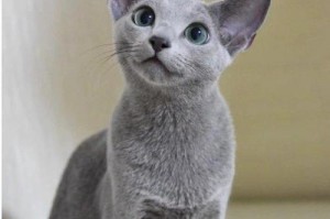 如何饲养俄罗斯蓝猫？（俄罗斯蓝猫的品种特点与饲养技巧）