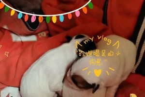 狗为什么不能吃饱？（探究狗不能吃饱的原因和影响）