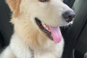 金毛犬——忠诚与温柔的宠物伴侣（认识金毛犬的学名及其特点）