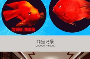 财神鱼的饲养方法（打造美丽鱼缸，关爱您的财神鱼）