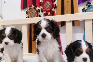 如何饲养骑士查理王小猎犬？骑士查理王小猎犬的全面饲养指南