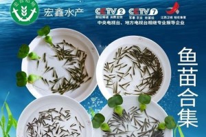 以龟喂什么活鱼？（龟饲养者需了解的活鱼选择指南）