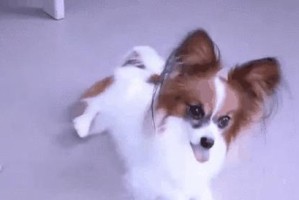 选择不脱毛的狗狗，训练更轻松（解决脱毛问题，为训练提供便利）