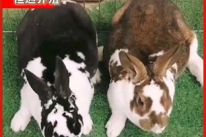 母兔怀孕的症状及注意事项（了解兔子怀孕的迹象，关爱母兔和宝宝的健康）