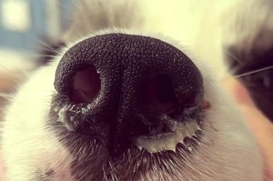 狗狗大口喘气是什么病？（了解狗狗喘气的原因和可能的疾病）