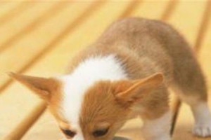 狗狗生产后的护理与注意事项（为你的爱犬提供最佳的产后护理）