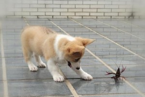 狗为什么会一直吐？（探究狗吐的原因及解决方法）