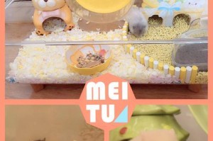 幼仓鼠的饮食习惯及适宜食物选择（以幼仓鼠吃什么为主题的养护指南）