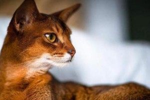 如何养护健康活泼的阿比西尼亚猫？（从饮食到生活习惯，让你的阿比西尼亚猫成为你的得力伙伴）