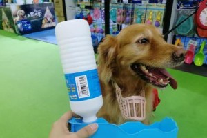 狗只喝水不吃食（不食不寐，犬儿有病吗？）