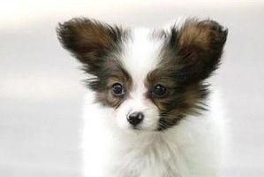 如何科学饲养巴色特犬（掌握巴色特犬的生活习性，让它健康快乐成长）