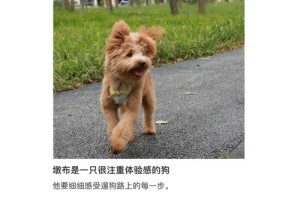 以轧了一只小狗代表什么？（对人类道德观念的冲击）