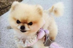 揭开真相（探究博美吐狗粮现象，了解其原因和对狗狗的影响）