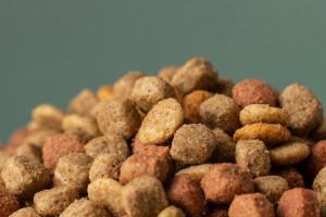 比熊天然粮饲养指南（关注比熊的饮食健康，选择合适的天然粮）