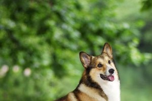 最近流行的宠物狗——泰迪犬（可爱、聪明、迷人的泰迪犬魅力揭秘）