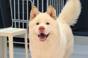 金色长毛狗——令人心动的宠物伴侣（探索金色长毛狗的品种、特点和饲养技巧）