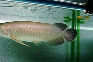 星点龙为什么价格最便宜？（探究星点龙价格低的原因及其市场竞争力）