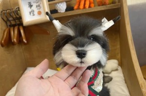 以小体雪纳瑞喂什么食物？（为您解答小体雪纳瑞饮食需求的疑惑）