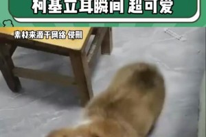 立耳狗狗（立耳狗狗的聪明之处与其受欢迎的原因）