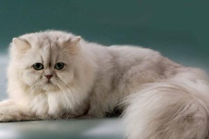 蓬松的猫毛（揭秘蓬松猫毛的秘密，让你爱上这些可爱的毛绒球）