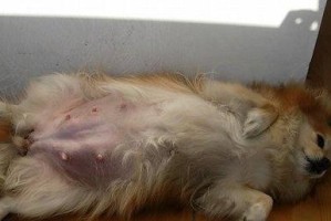 猫咪内分泌失调（了解猫咪内分泌失调，保护它们的健康）