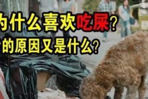 狗不爱吃食的原因（探究狗为什么对食物不感兴趣）