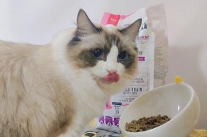 猫咪吐毛球的原因及预防方法（解决猫咪吐毛球问题，让它们更健康快乐）
