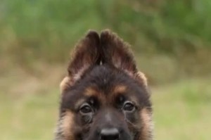 以德牧多久长成——揭秘德国牧羊犬成长周期