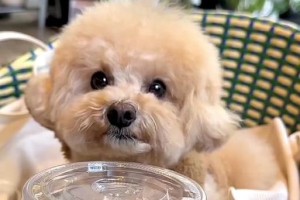 泰迪狗的饮水需求与喝水时间（养泰迪狗需要注意的饮水问题及喝水时间安排）