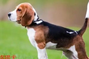如何正确饲养以捕鼠梗犬（宠物爱好者必看的15项饲养技巧）