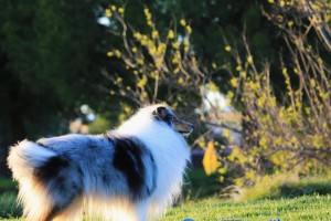 牧羊犬生小狗的奇妙过程（了解牧羊犬的繁殖特点与准备工作）