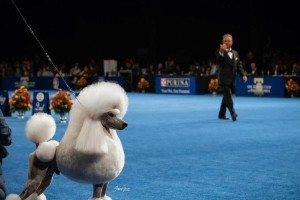 养好贵宾犬的六个关键（打造幸福贵宾犬生活的秘诀）