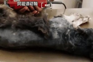 揭秘寄生虫与动物的关系（探索动物体内寄生虫的奥秘）