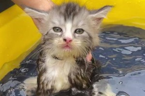 两个月的猫咪的生活点滴（探索两个月大猫咪的成长历程与习性特点）