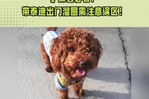 九个月泰迪养护指南（关爱你的泰迪宝贝，让它健康快乐成长）