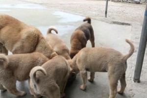 新生土狗应该吃什么？（科学喂养宝宝狗狗，健康成长）
