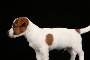 探秘比熊犬黑色毛发之谜（以宠物为主，一窥比熊犬的特殊之处）