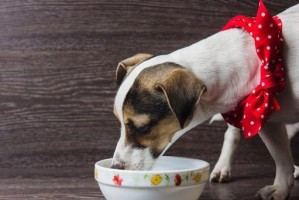 小狗突然不进食该怎么办？（掌握以下关键信息，让宠物恢复食欲！）